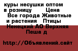 куры несушки.оптом 160 в розницу 200 › Цена ­ 200 - Все города Животные и растения » Птицы   . Ненецкий АО,Верхняя Пеша д.